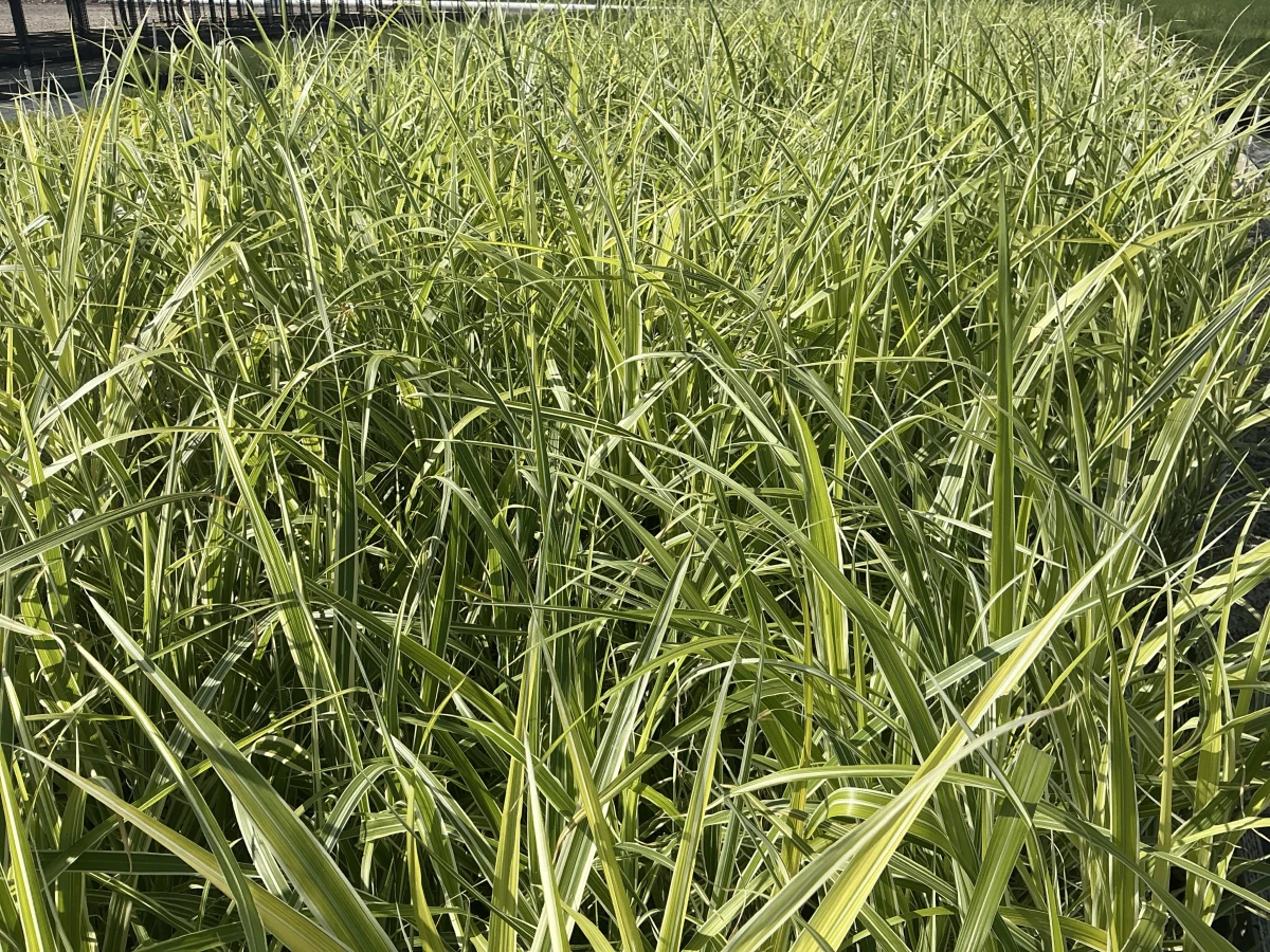 Maiden Grass, Variegated Japanese Silver Grass