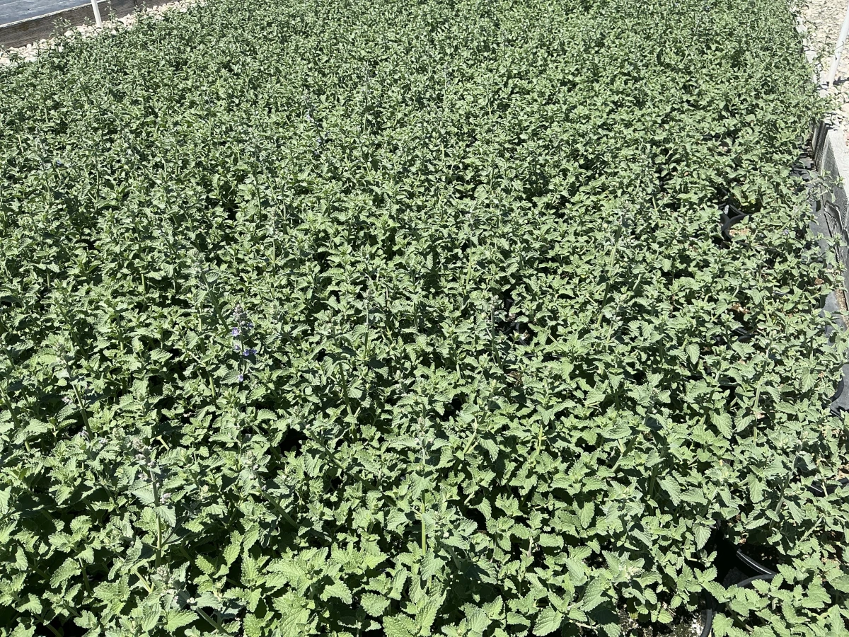 Catmint