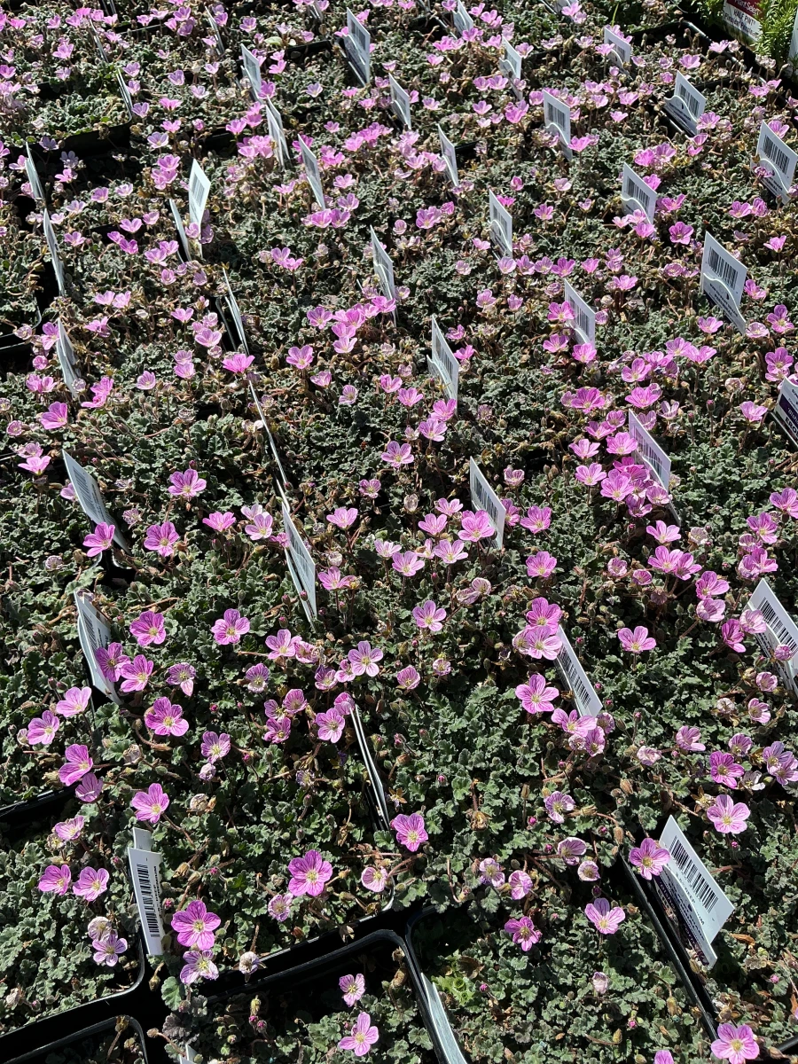 Heronsbill