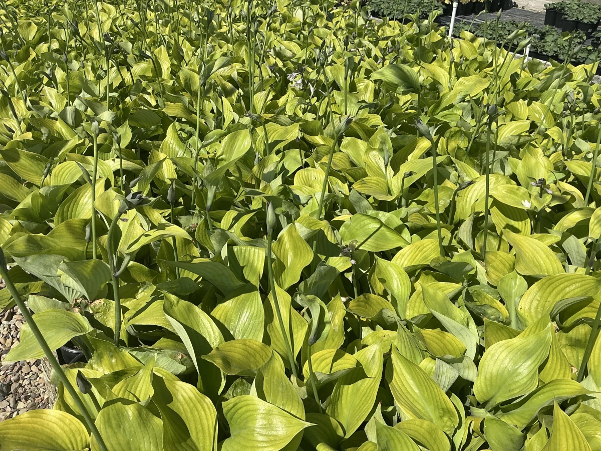 Plantain Lily