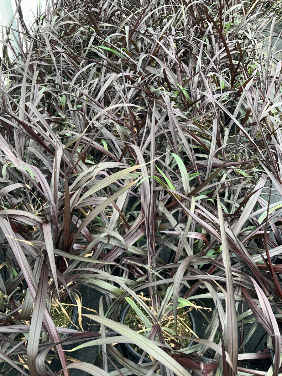 Ornamental Napier Grass