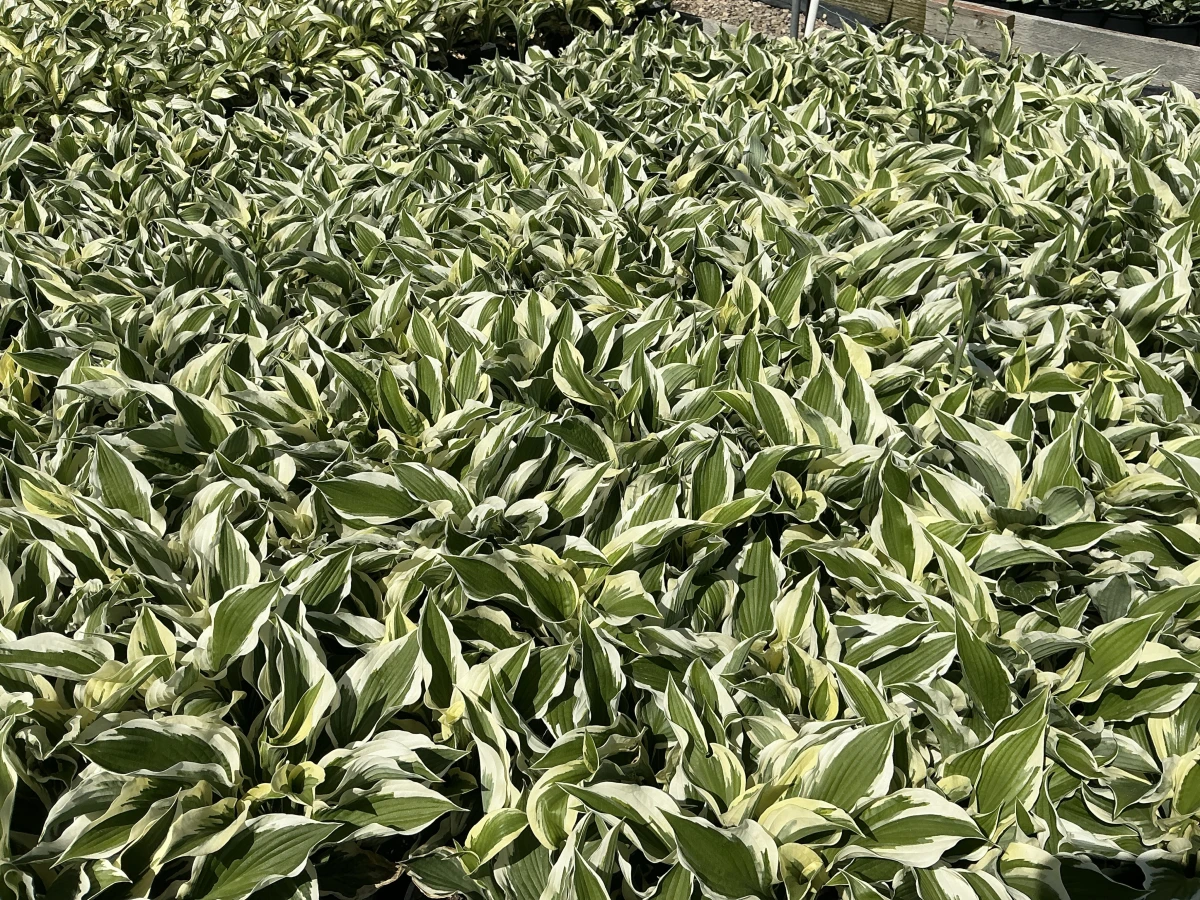 Plantain Lily