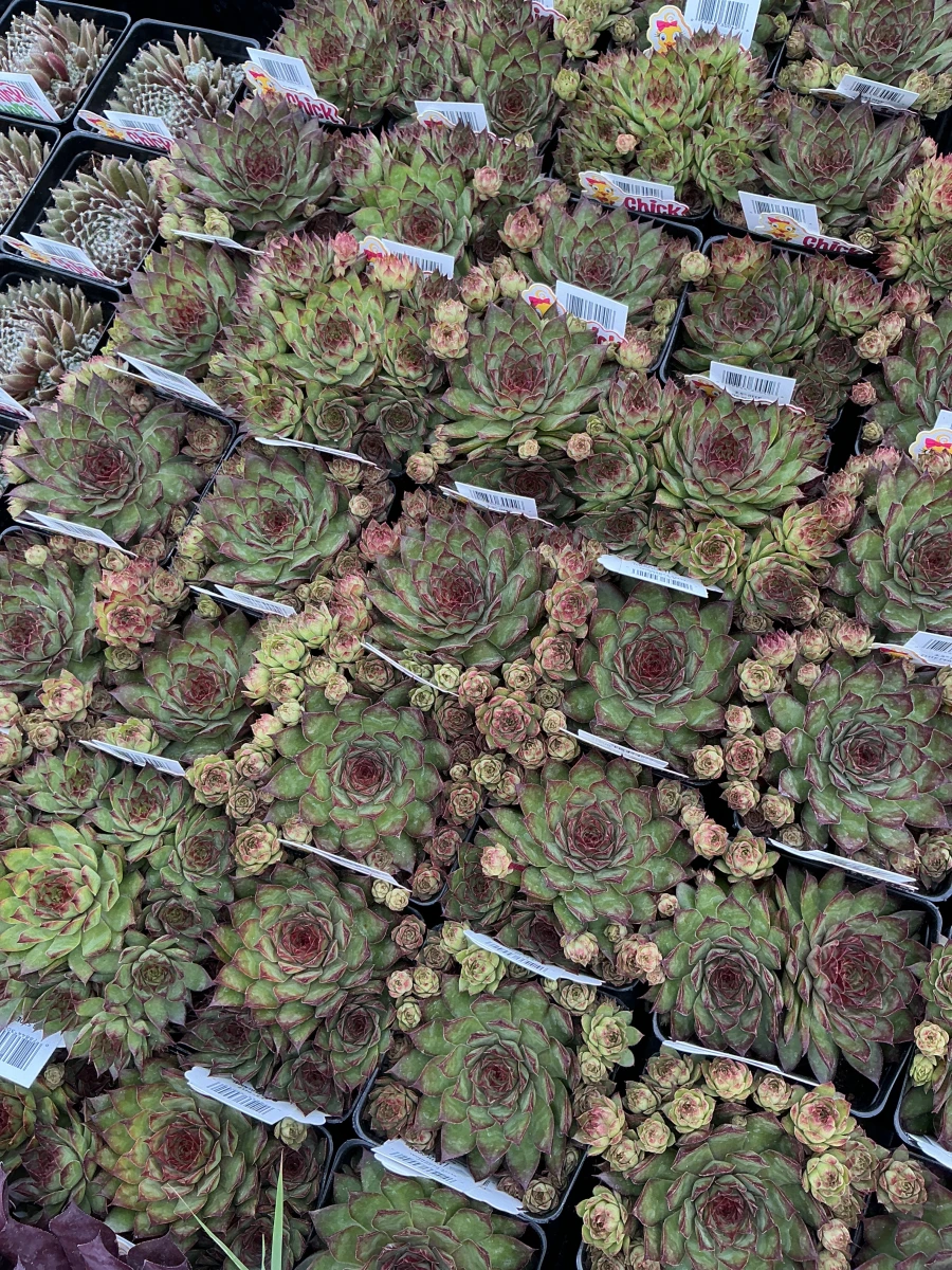 Hens and Chicks