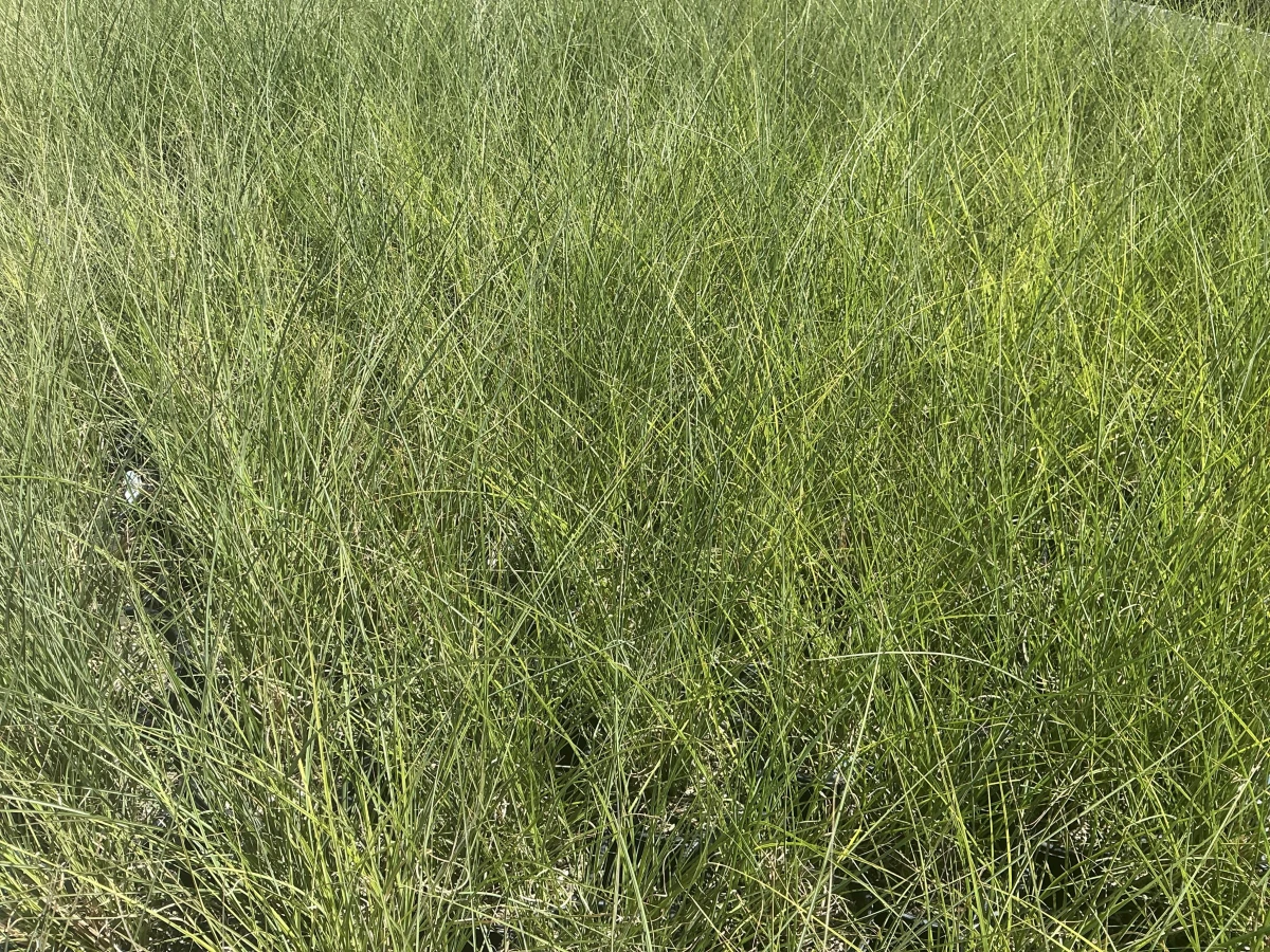 Maiden Grass