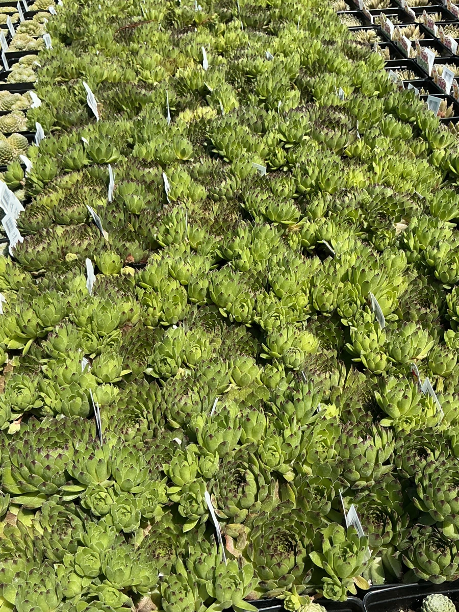 Hens and Chicks