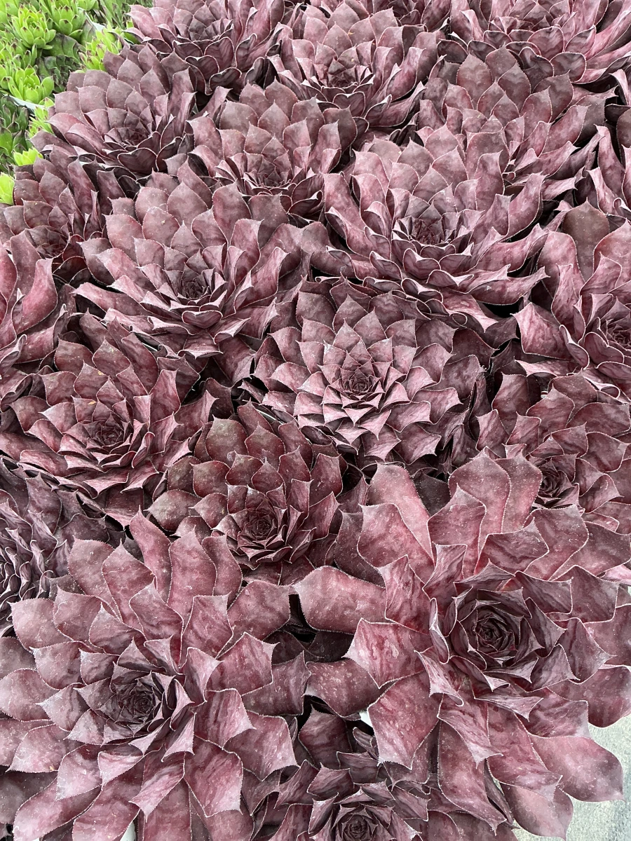 Hens and Chicks