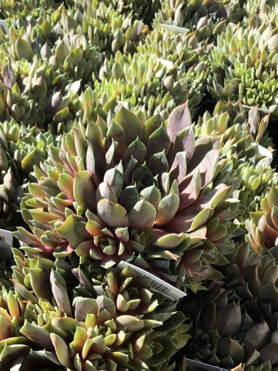 Hens and Chicks