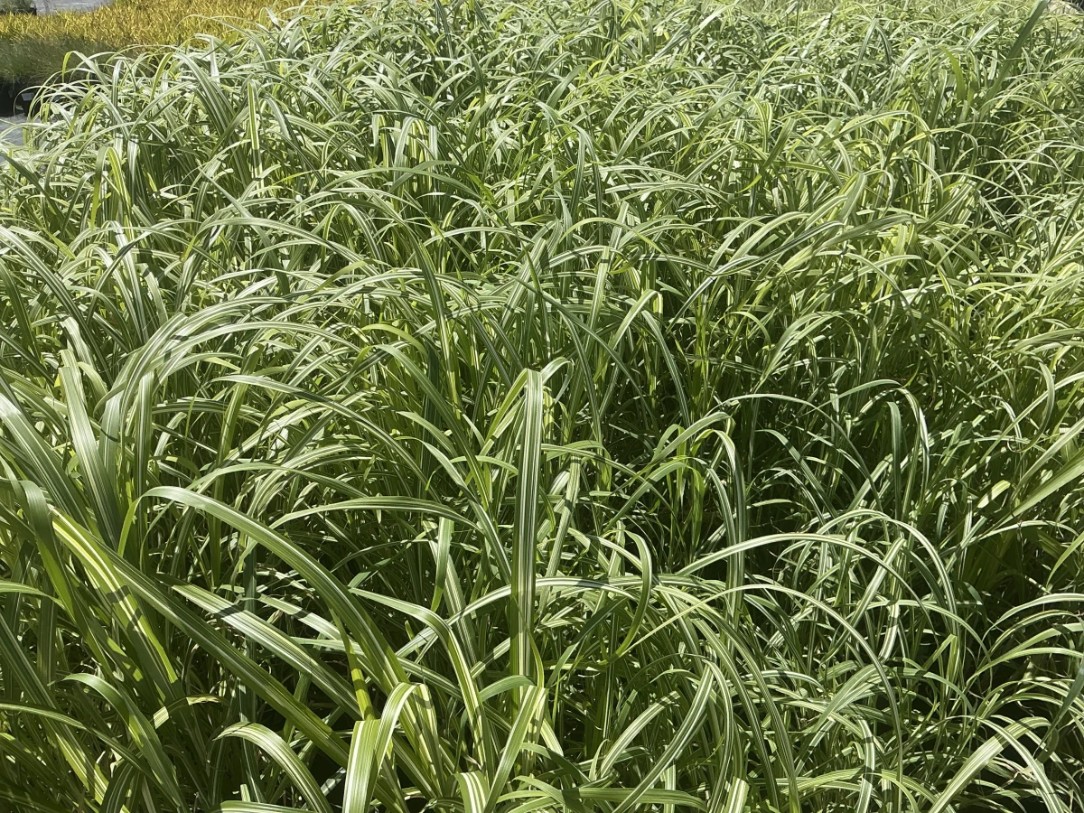 Maiden Grass, Japanese Silver Grass