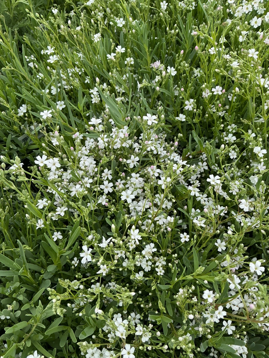 Creeping Baby's Breath