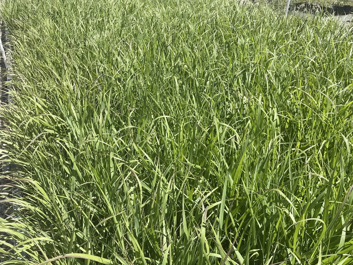 Switch Grass