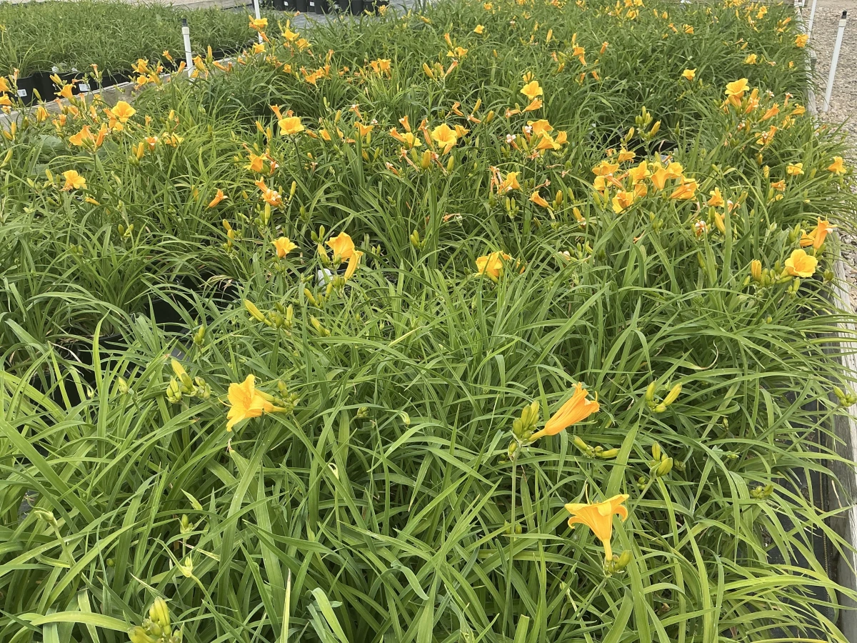 Daylily