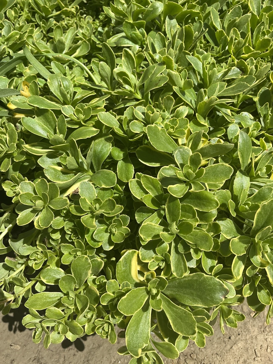 Russian Creeping Stonecrop