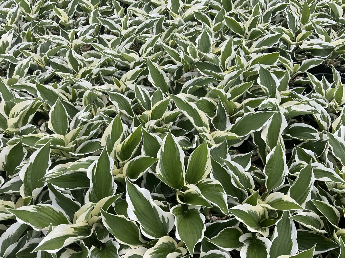 Plantain Lily