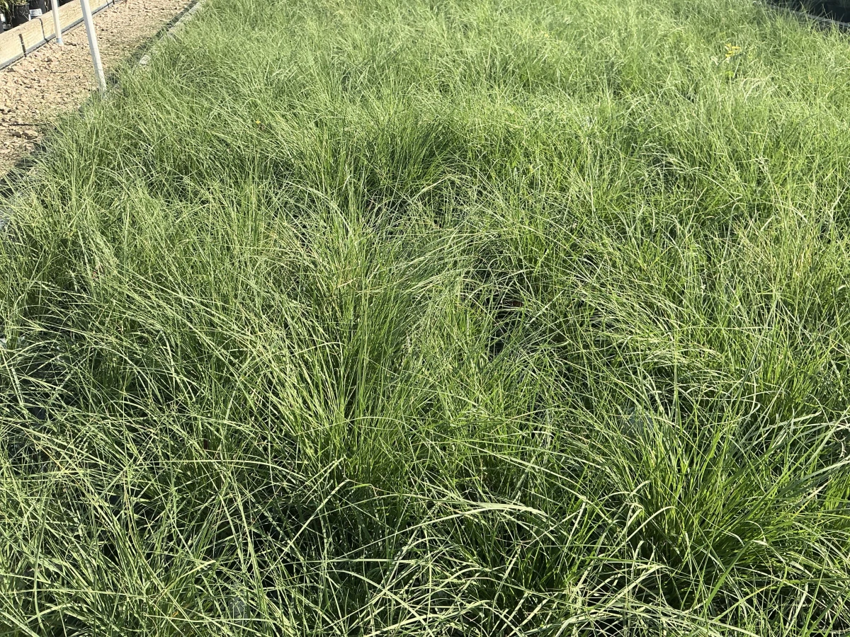 Blue Grama Grass