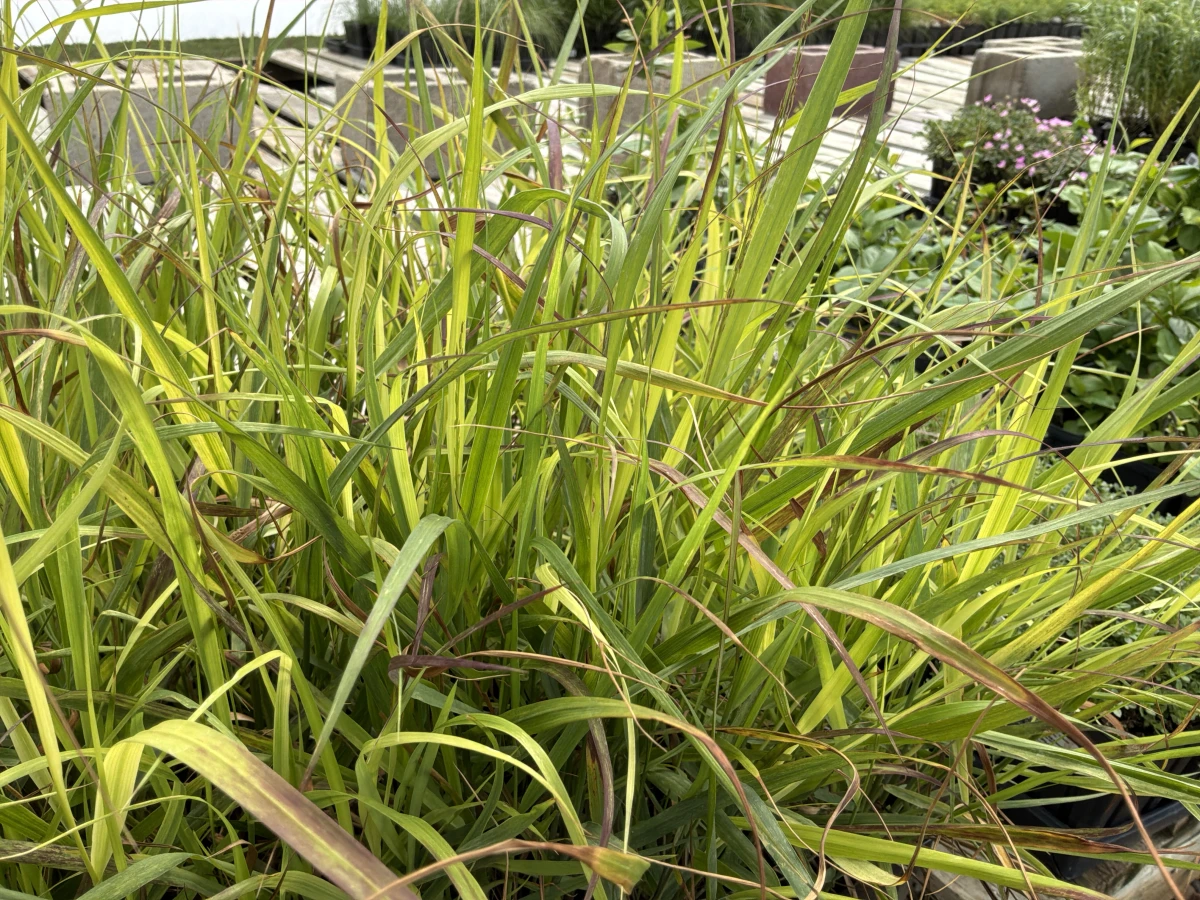Switch Grass