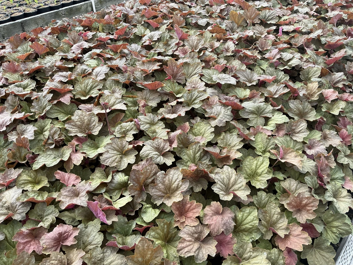 Coral Bells
