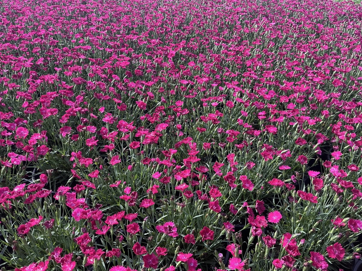 Pinks