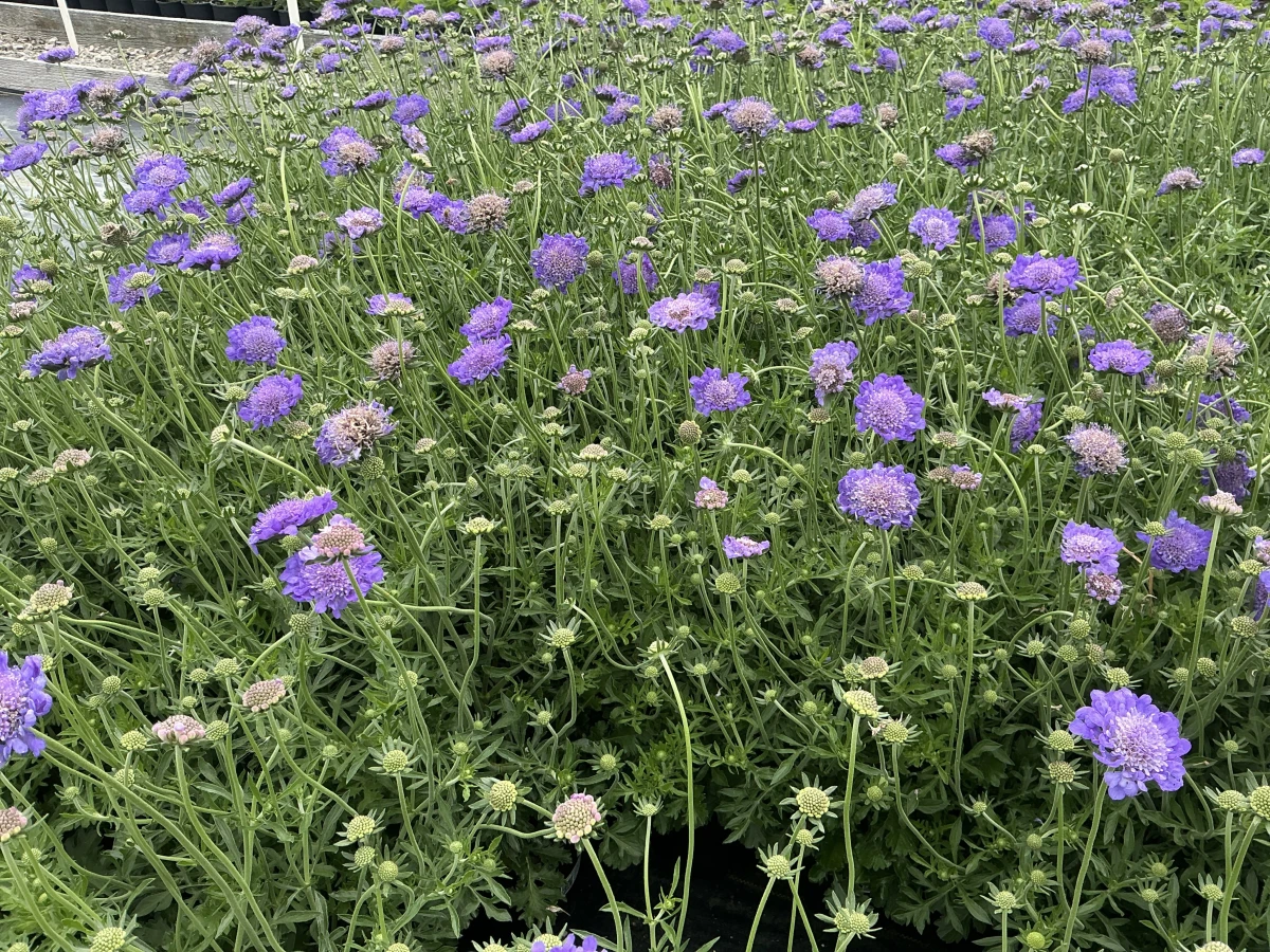 Pincushion Flower