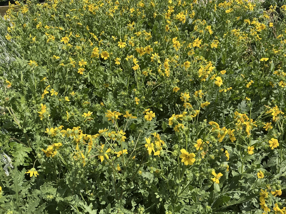 Engelmann's Daisy
