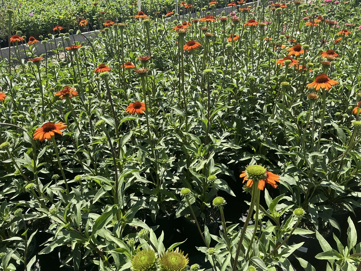 Coneflower