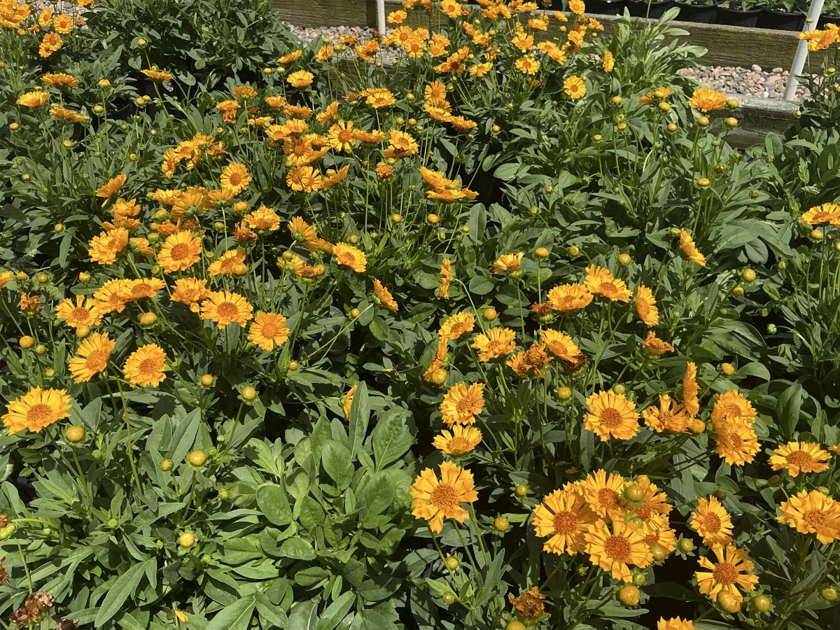 Tickseed