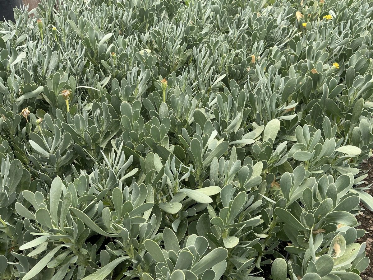 Barbary Ragwort