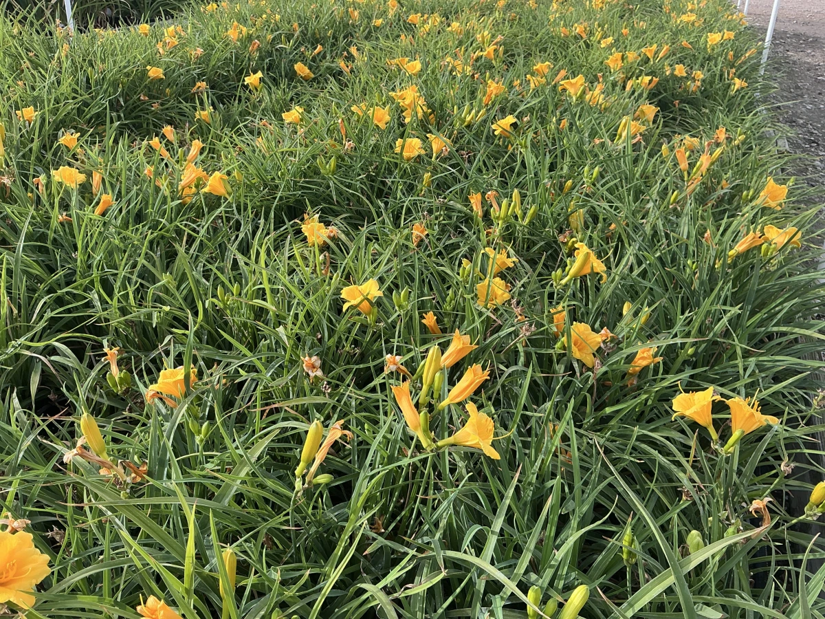 Daylily