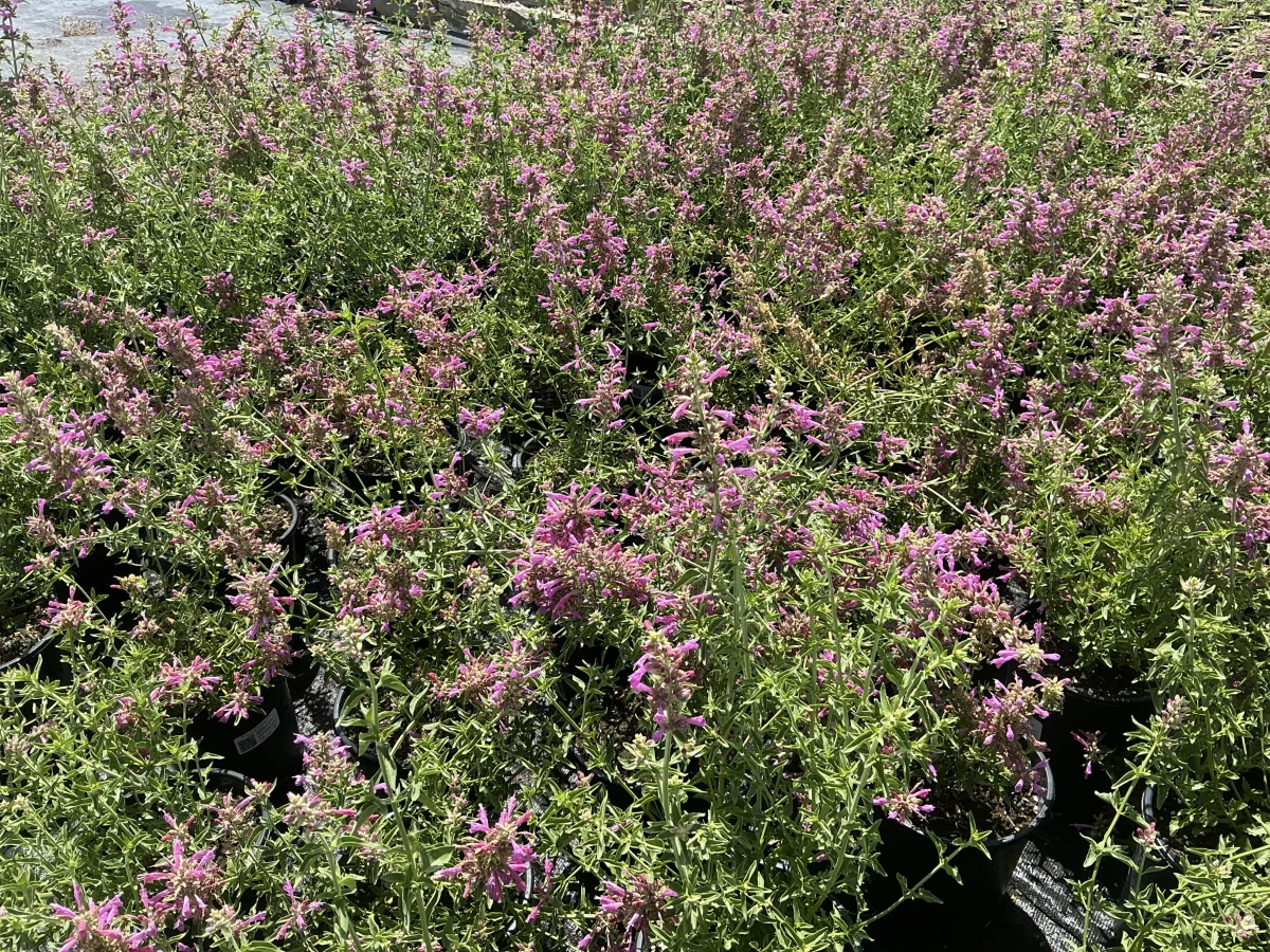 Hyssop, Hummingbird Mint
