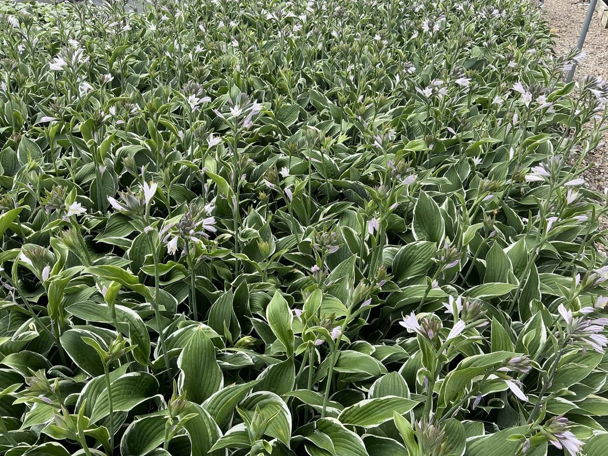 Plantain Lily
