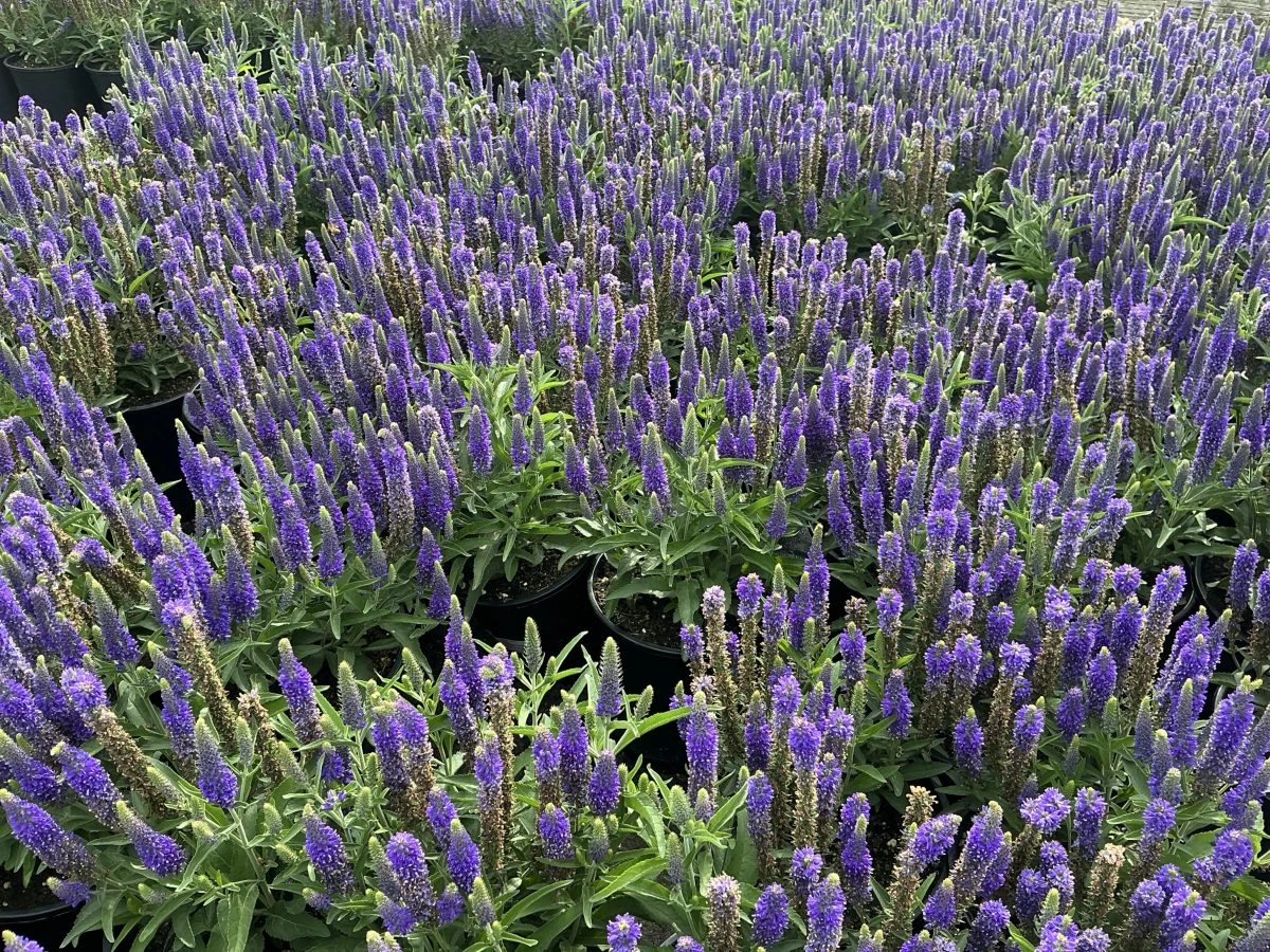 Speedwell