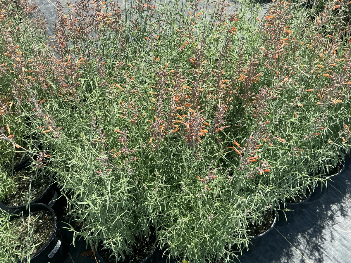 Hyssop, Hummingbird Mint