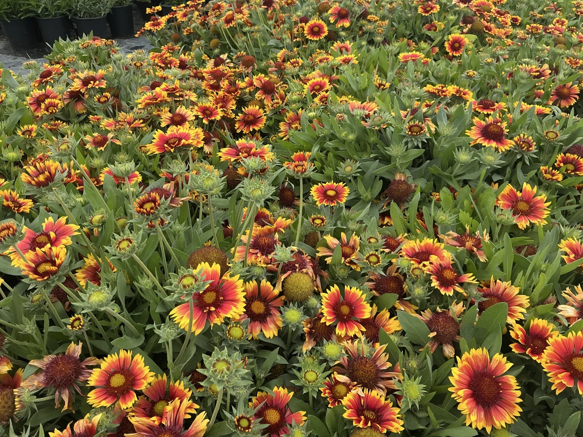 Blanket Flower