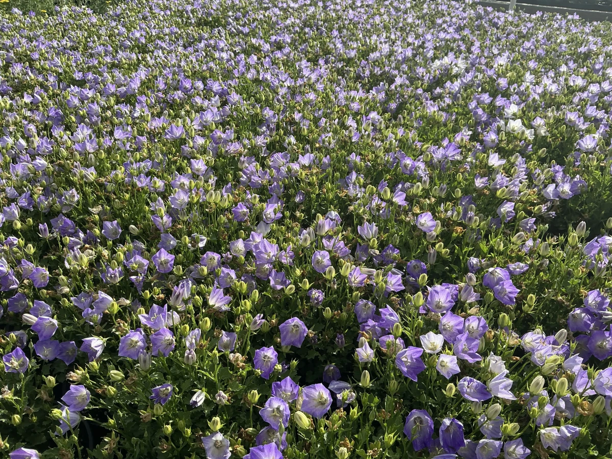 Bellflower