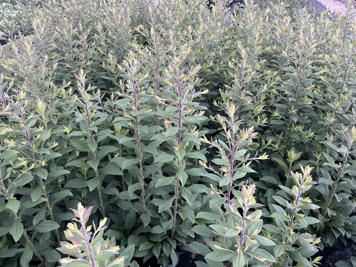 Goldenrod
