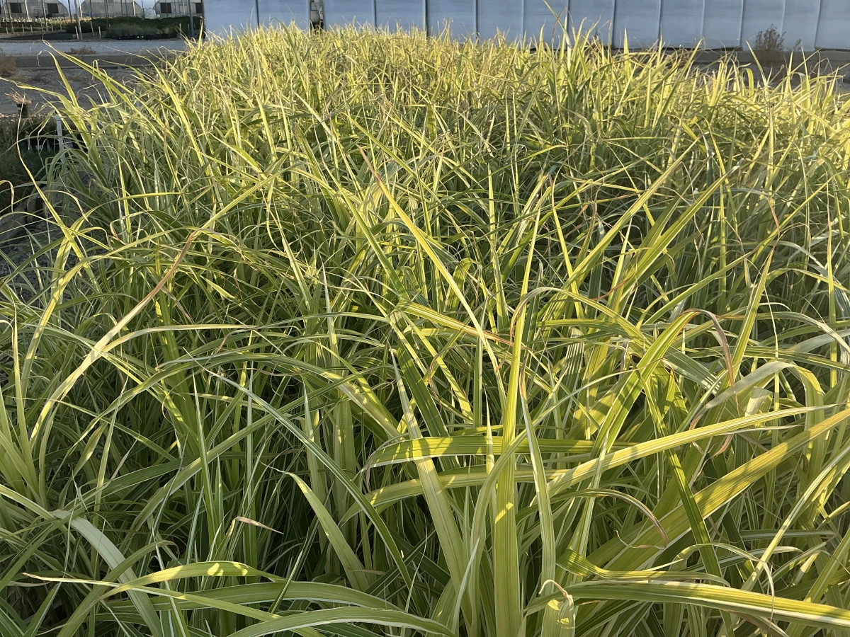 Maiden Grass, Variegated Japanese Silver Grass