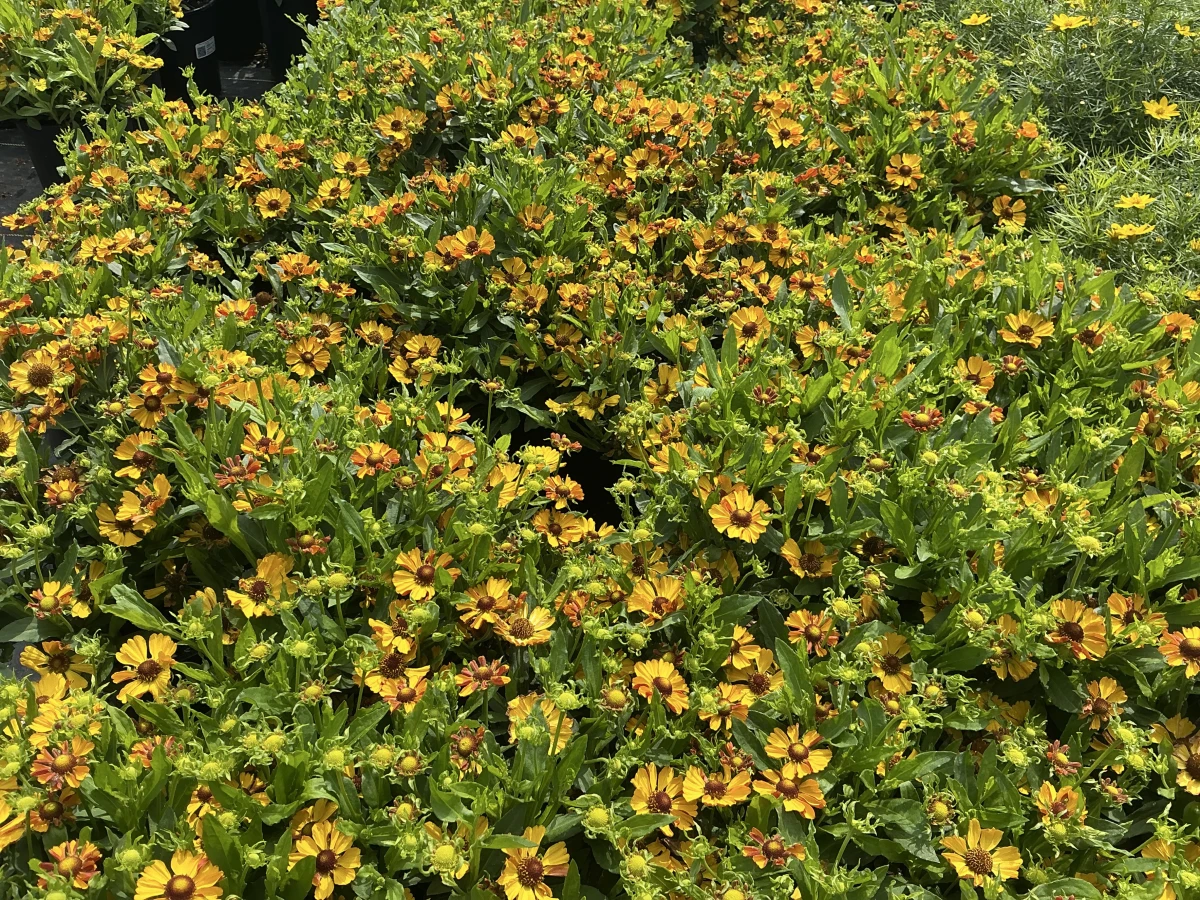 Sneezeweed