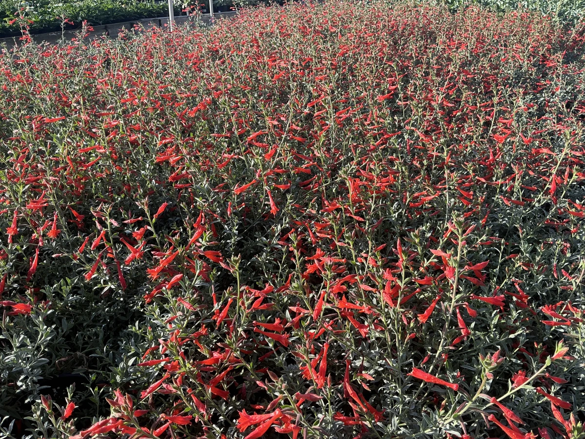 California Fuchsia *TRIAL*