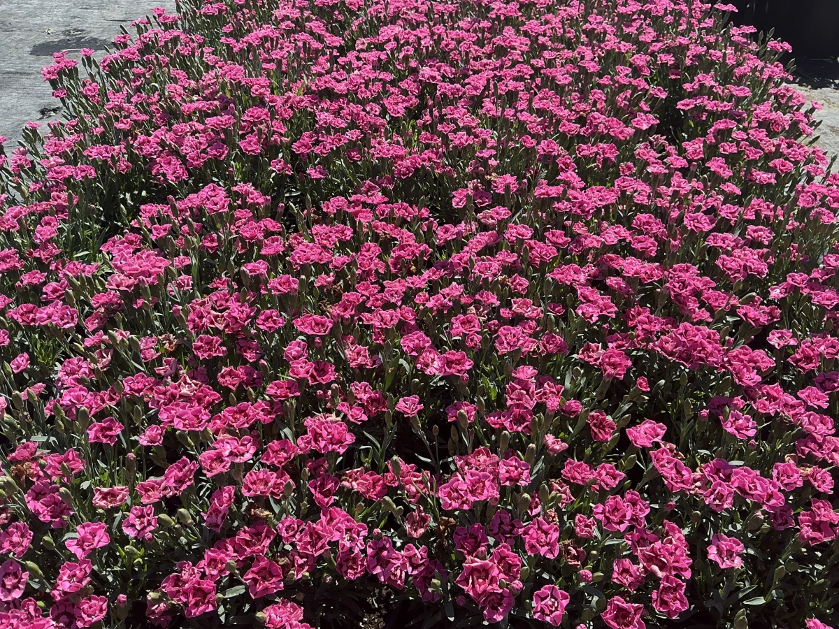 Pinks