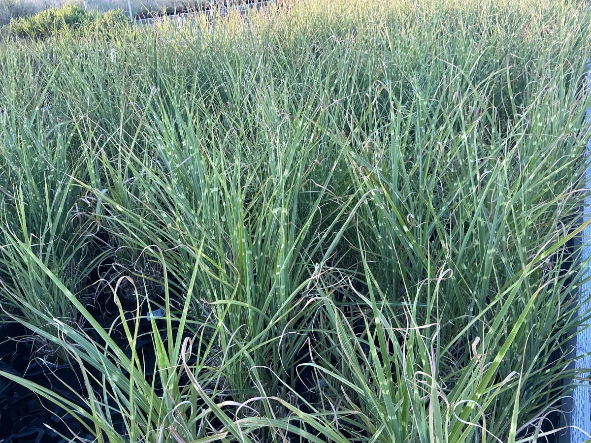Maiden Grass, Japanese Silver Grass