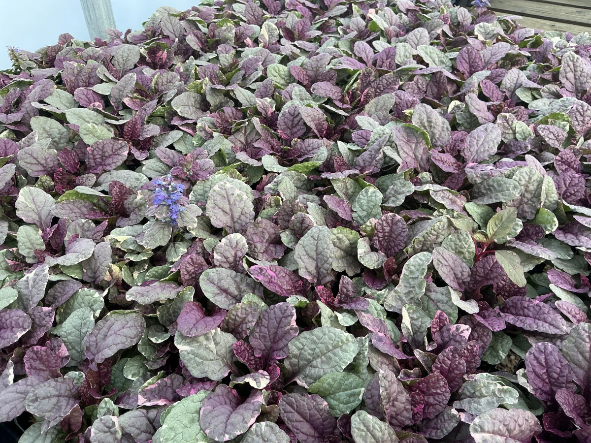 Bugleweed