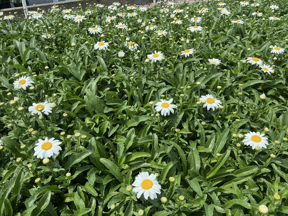 Shasta Daisy