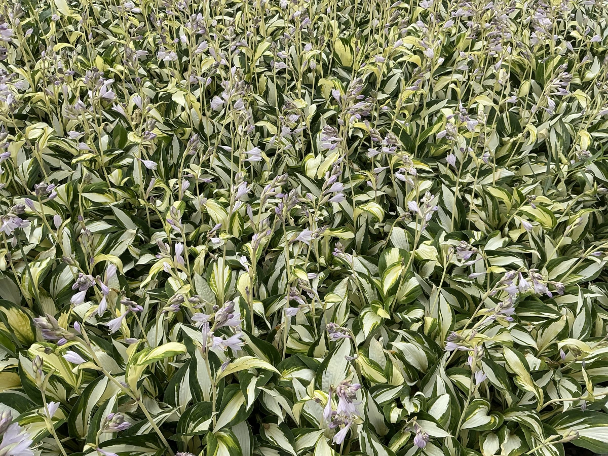 Plantain Lily