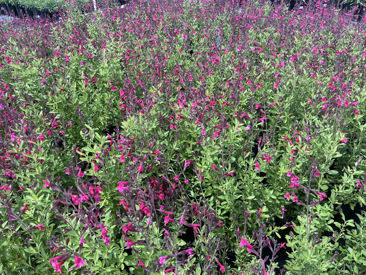 Autumn Sage