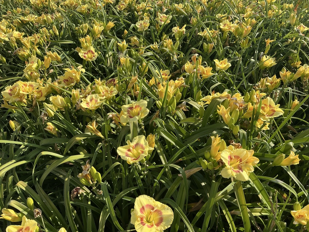 Daylily