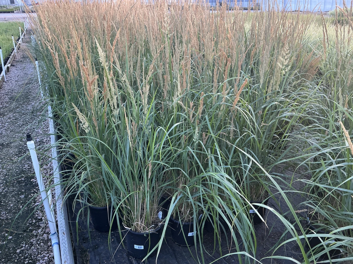 Feather Reed Grass