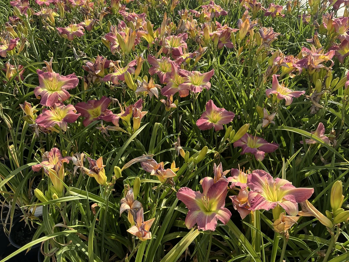 Daylily