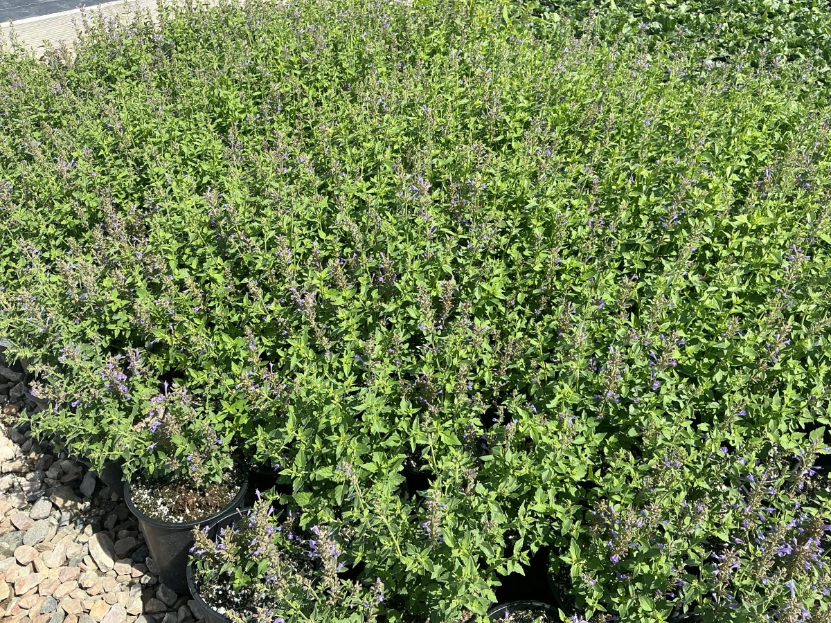 Hyssop, Hummingbird Mint