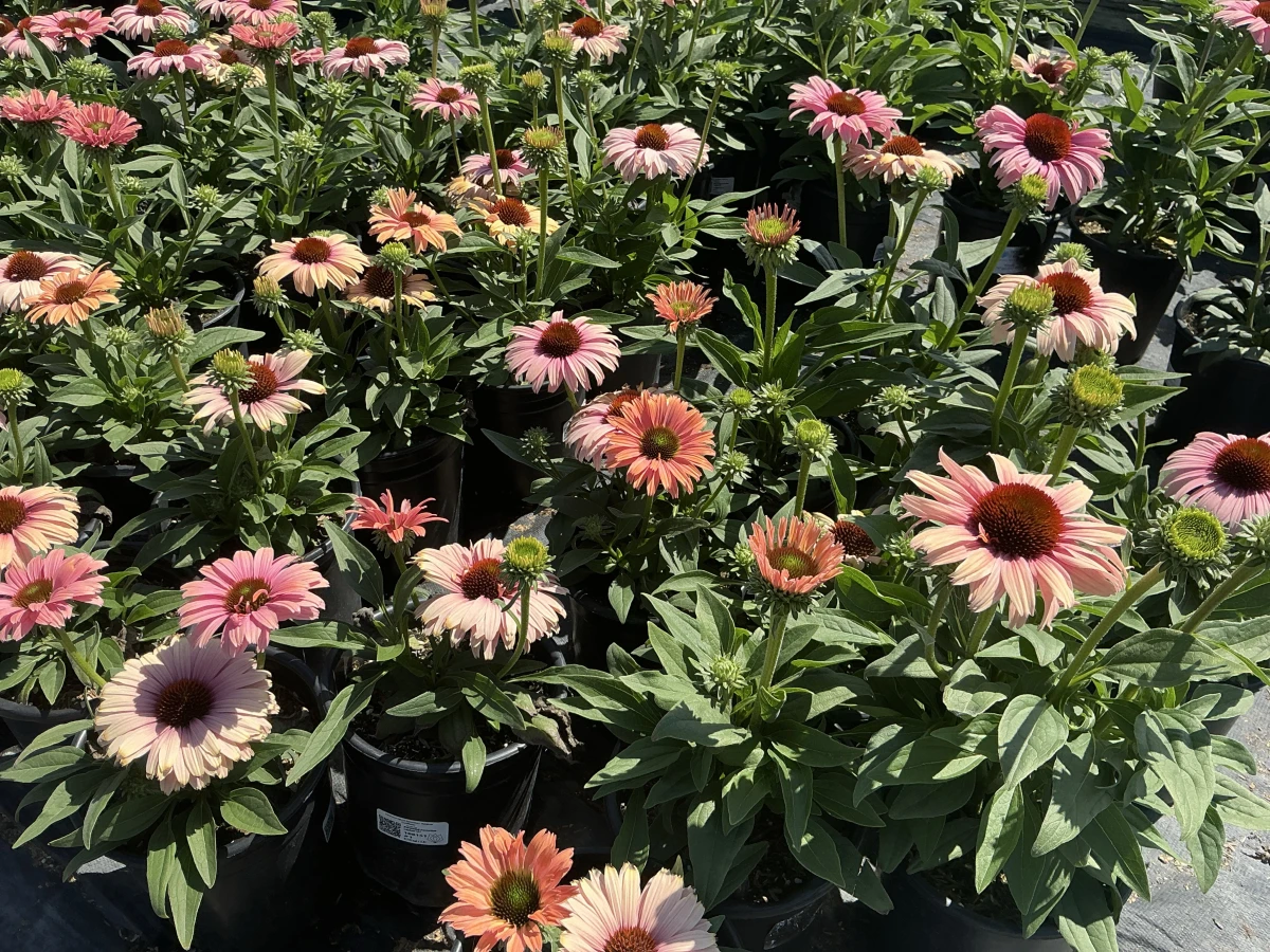 Coneflower