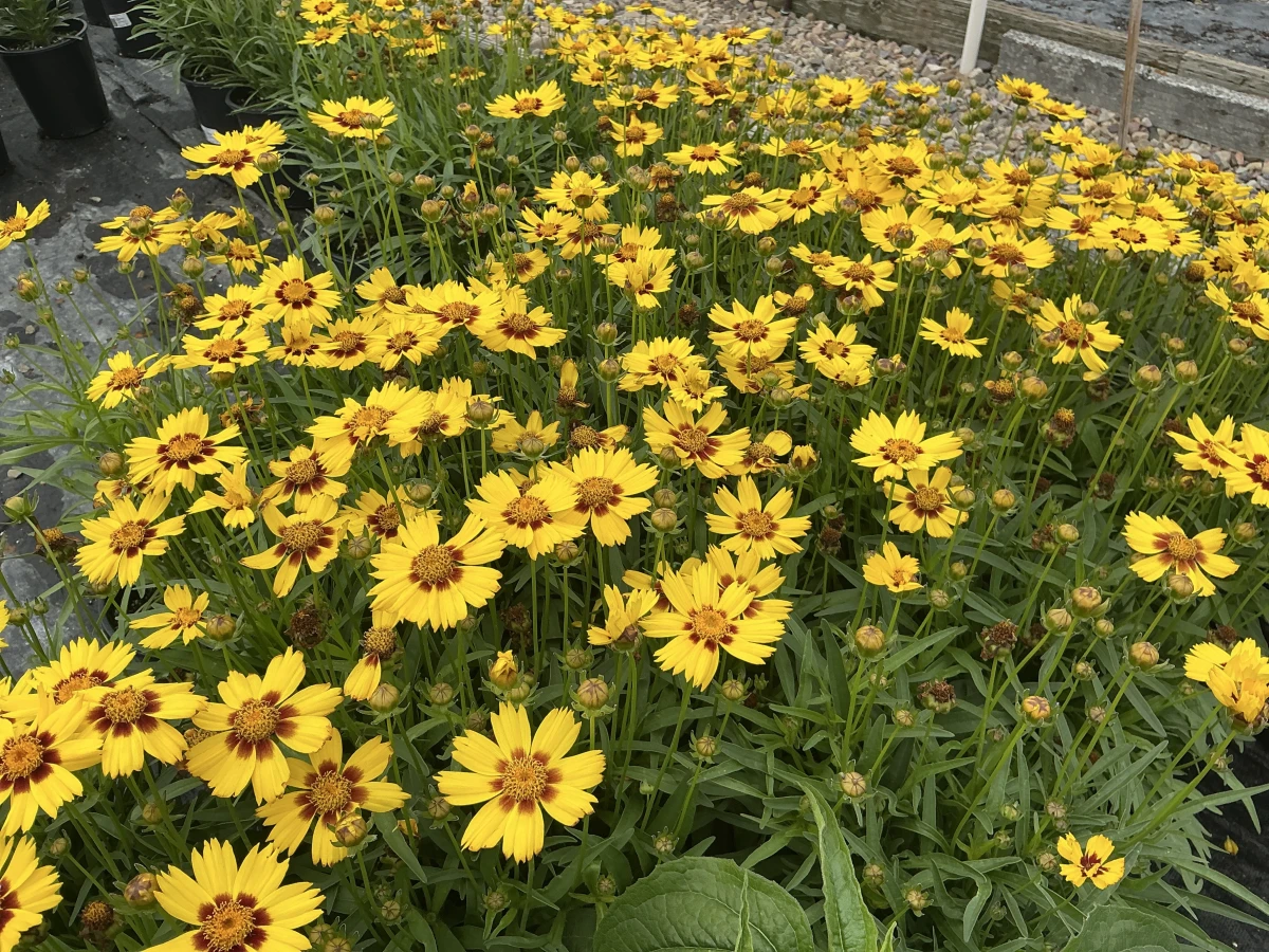 Tickseed