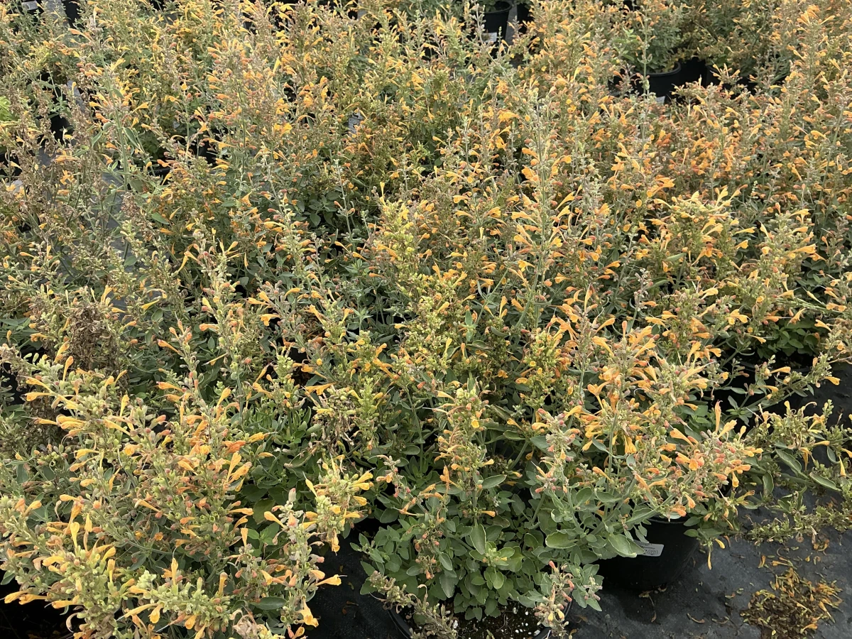 Hyssop, Hummingbird Mint